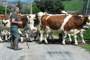 Treize propositions pour l’avenir de la filière lait de montagne