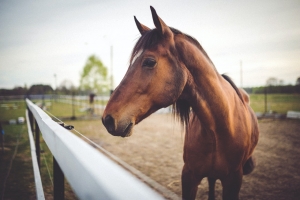 La multiplication des mutilations sur les chevaux inquiète en Haute-Loire