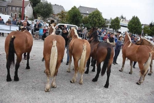 Les Estables : première foire aux chevaux de la saison le 19 septembre