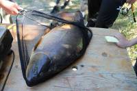 Tence : une carpe de 7 kg permet à Anthony Barrière de gagner le concours de pêche