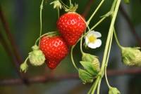 Fruits rouges : les fraises et les framboises des Perles du Velay font rougir de plaisir