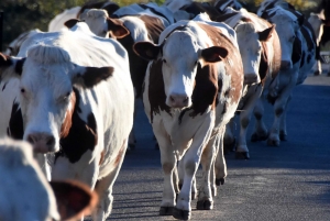 Onze vaches tuées par la foudre dans la nuit au Monastier-sur-Gazeille