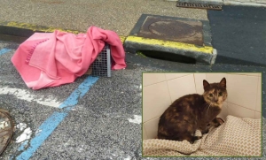 Yssingeaux : un chaton récupéré après plusieurs semaines dans les égouts
