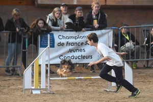 Les championnats de France d&#039;agility junior, c&#039;est ce week-end à Yssingeaux