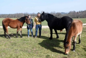 Yssingeaux : l&#039;Elevage des Sucs participe à la valorisation du cheval de race Auvergne