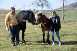 Yssingeaux : l&#039;Elevage des Sucs participe à la valorisation du cheval de race Auvergne