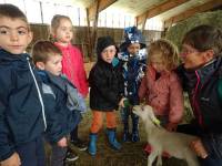 Grazac : les écoliers visitent une bergerie
