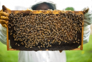 Calamité agricole sur le miel : les apiculteurs peuvent être indemnisés