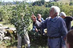 Jardiniers au Pays des Sucs proposent un atelier de taille des fruitiers à pépins
