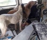 Saint-Agrève : trois chiennes de chasse recueillies sur la déviation