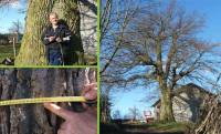 Saint-Didier-en-Velay : un chêne de trois mètres de circonférence