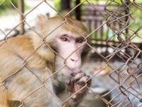 Zoos, cirques, expérimentation de toutes sortes, les animaux payent un lourd tribut à l&#039;humanité.