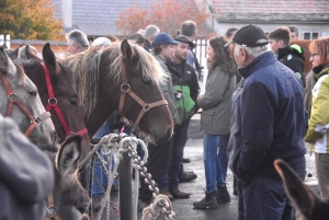 Fay-sur-Lignon : moins de chevaux mais des ventes en hausse