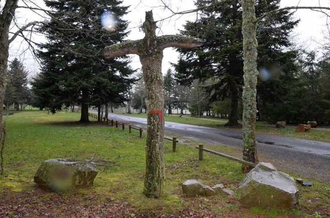 Un arbre en croix au Mazet-Saint-Voy.||