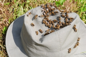 Deux randonneurs sérieusement piqués par des abeilles