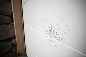 Coup de feu à Aurec-sur-Loire : « Ils se sont trompés de maison »