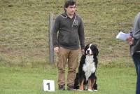 Yssingeaux : 42 chiens au concours d&#039;obéissance