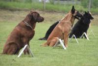 Yssingeaux : 42 chiens au concours d&#039;obéissance
