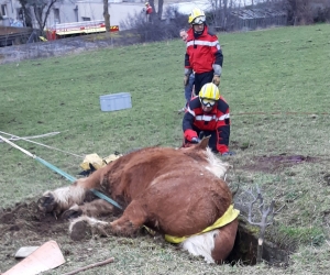 Un cheval comtois secouru par les pompiers après être tombé dans un trou
