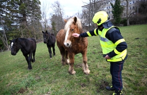 Un cheval comtois secouru par les pompiers après être tombé dans un trou