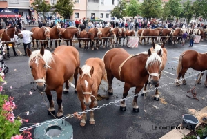 Huit concours de chevaux lourds organisés cet été en Haute-Loire dont la finale à Yssingeaux