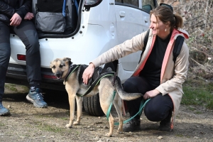 Beauzac : des chiens et leurs maîtres testent le mantrailing, la recherche de personnes disparues