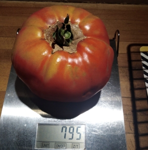 Le climat de Saint-Hostien profite aux tomates