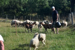 Aux Vastres, une bergerie fait visiter son élevage de brebis et chèvre ce week-end