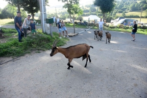Aux Vastres, une bergerie fait visiter son élevage de brebis et chèvre ce week-end