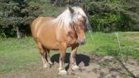Saint-Jeures : quatre chevaux comtois portés disparus