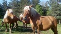 Saint-Jeures : quatre chevaux comtois portés disparus