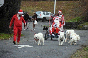 Dunières : le Père Noël tracté par des chiens Samoyèdes