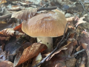 Lalouvesc : une balade découverte des champignons samedi 23 septembre