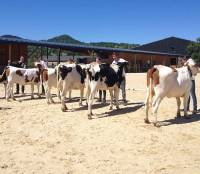 Des lycéens de George-Sand tentent de labelliser des vaches et des chevaux