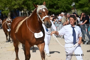 122 chevaux de race comtoise du Massif Central en concours samedi à Solignac-sur-Loire