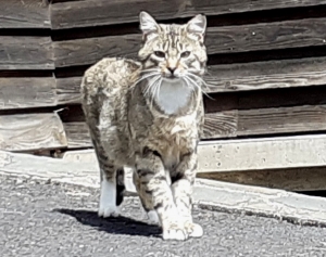 Le Chambon-sur-Lignon : un chat disparu depuis plusieurs jours