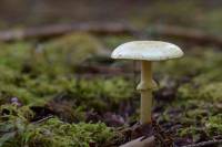 Valprivas : Champimystique organise des balades pour cueillir des champignons