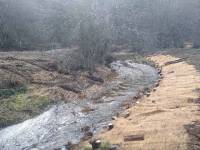 Le Sicala aménage 2 km de berges et fait reculer les résineux