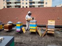 Première récolte de miel au rucher du Puy-en-Velay