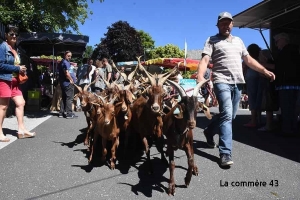 Saint-Front : 20 ans de lutte pour sauver la chèvre du Massif Central