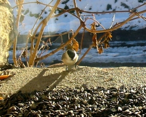 Commandez des graines de tournesol pour nourrir les oiseaux l&#039;hiver