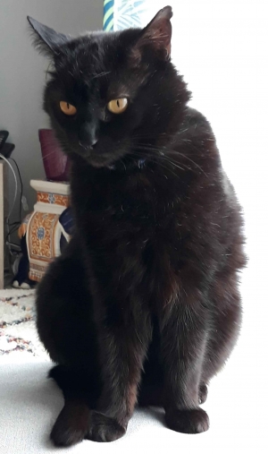 Un chat noir porté disparu à Monistrol-sur-Loire