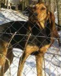 Une chienne bruno du jura disparue à Saint-André-en-Vivarais, aperçue près de Raucoules