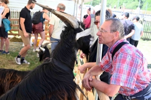 La chèvre du Massif Central veut devenir la chèvre de Monsieur-tout-le-monde (vidéo)