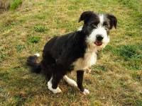 Fay-sur-Lignon : une chienne croisée border collie et griffon recueillie