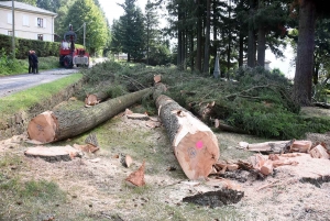 Saint-Agrève : presque centenaires, 40 arbres douglas abattus autour du monument aux Morts