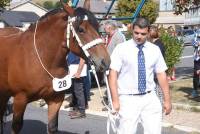 Les Estables : 23 chevaux lourds sélectionnés pour le Sommet de l&#039;élevage à Cournon
