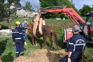 Le Mazet-Saint-Voy : un cheval sauvé après une chute dans une mare