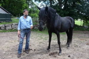 Tence : Serge Brusq valorise le cheval minorquin