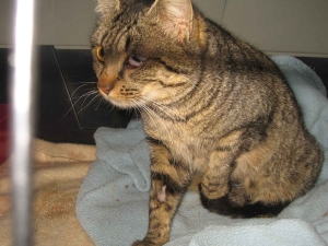 Cussac-sur-Loire : un appel aux dons après le sauvetage d&#039;un chat blessé